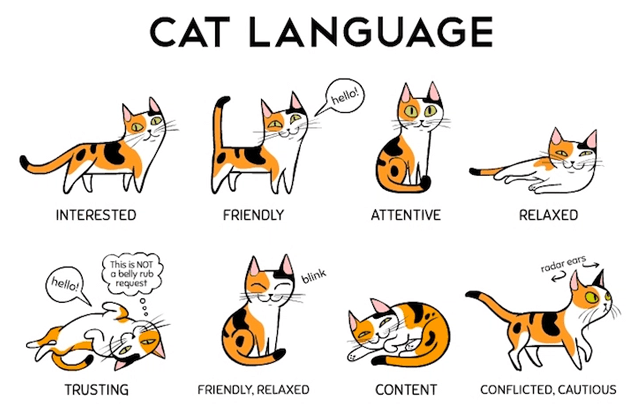 cat-language-e1500800811603