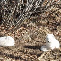 The Yukon & Climate Change