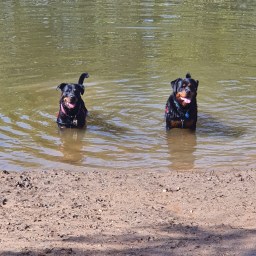 Queensland Summer + Dogs
