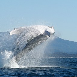 Life during Coronavirus