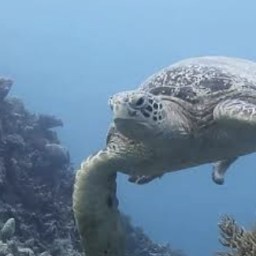 Liveaboard on the Great Barrier Reef