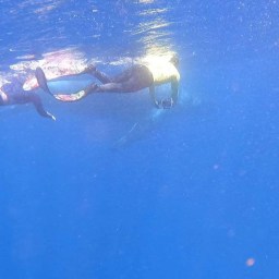 Swimming with Humpback Whales in Tonga: The Gift of a Lifetime