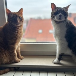 A Tail of Two Cats in Zagreb